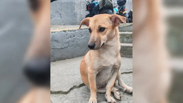 Hombre aceptó haber abusado sexualmente de una perrita en Cundinamarca: este es el caso