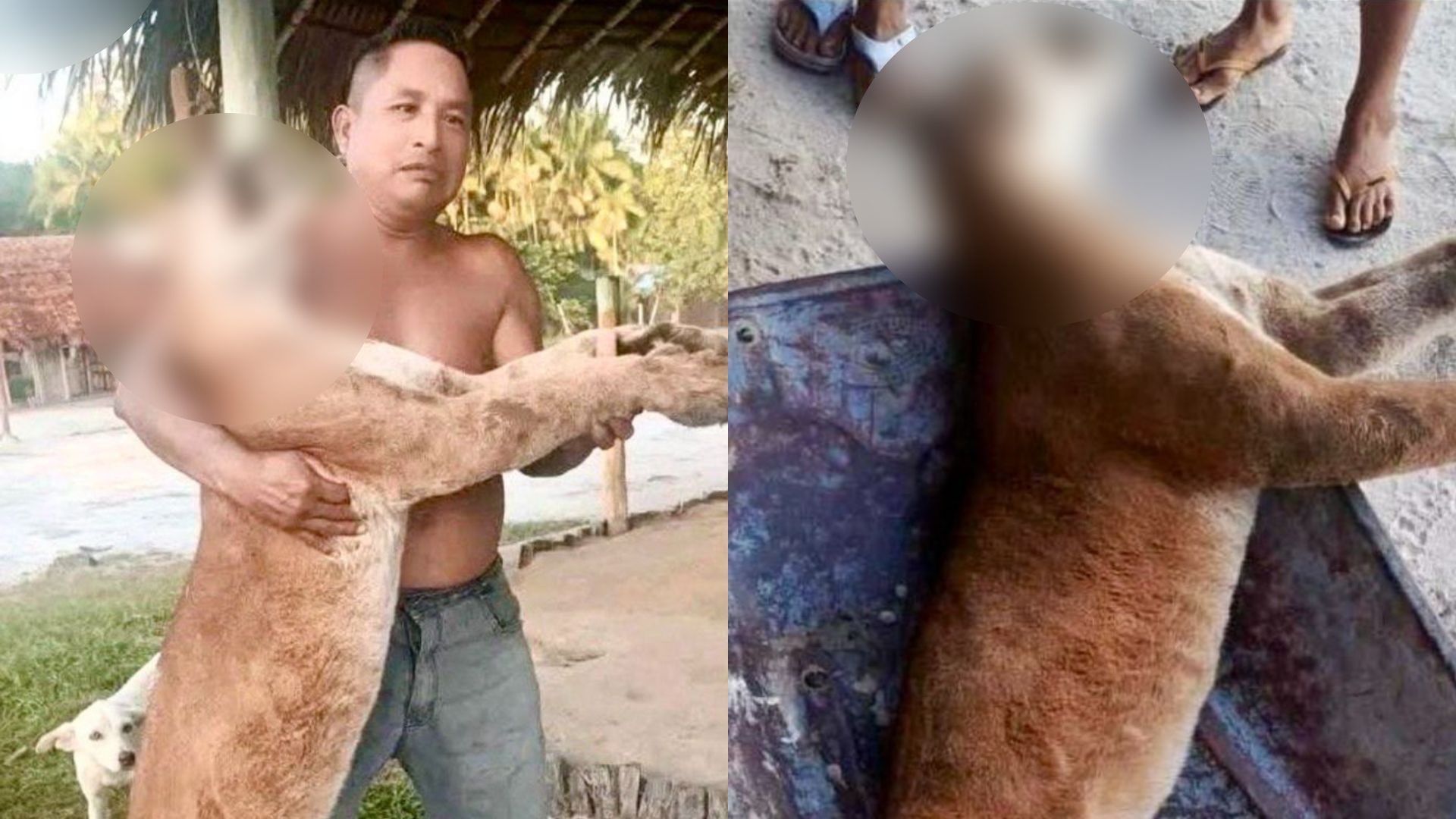 Foto: Captura pantalla X @andreanimalidad