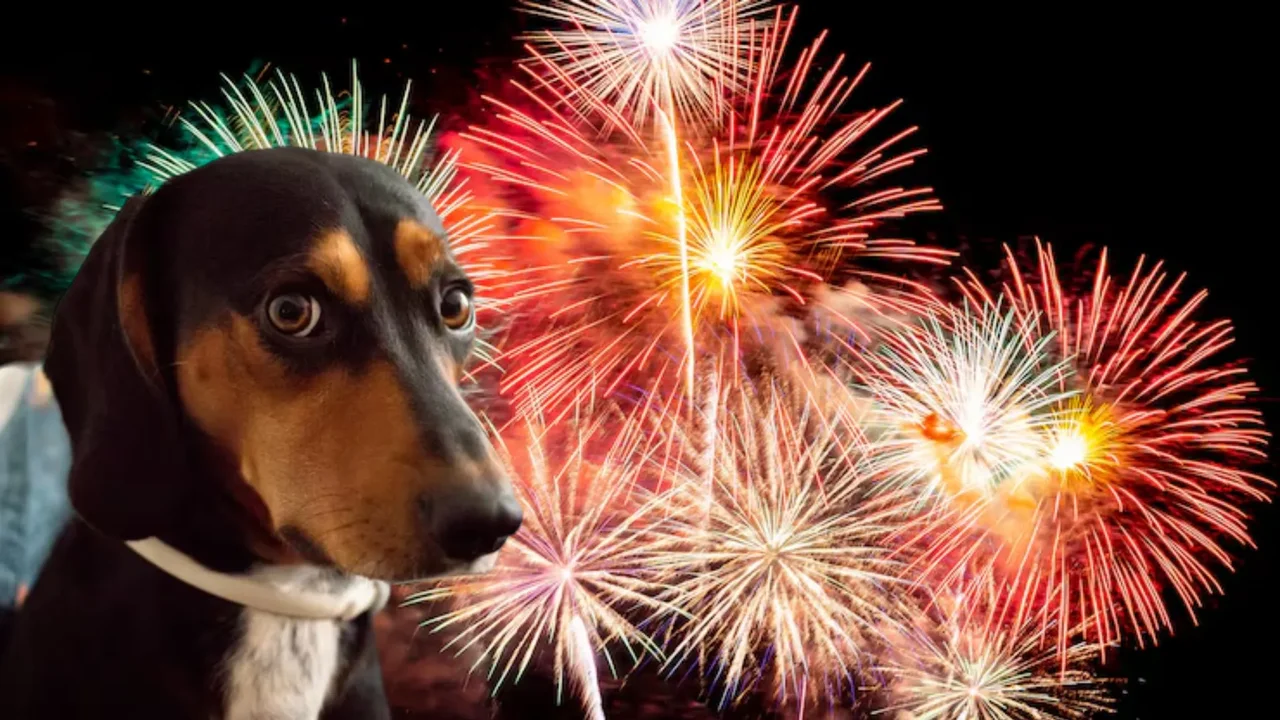 Bogotá firma un pacto para un diciembre sin pólvora que proteja la vida y bienestar de los animales