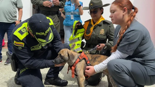 Nueva oportunidad para ‘Bizcocho’, el canino que fue brutalmente agredido en Bolívar Nueva oportunidad para ‘Bizcocho’, el canino que fue brutalmente agredido en Bolívar