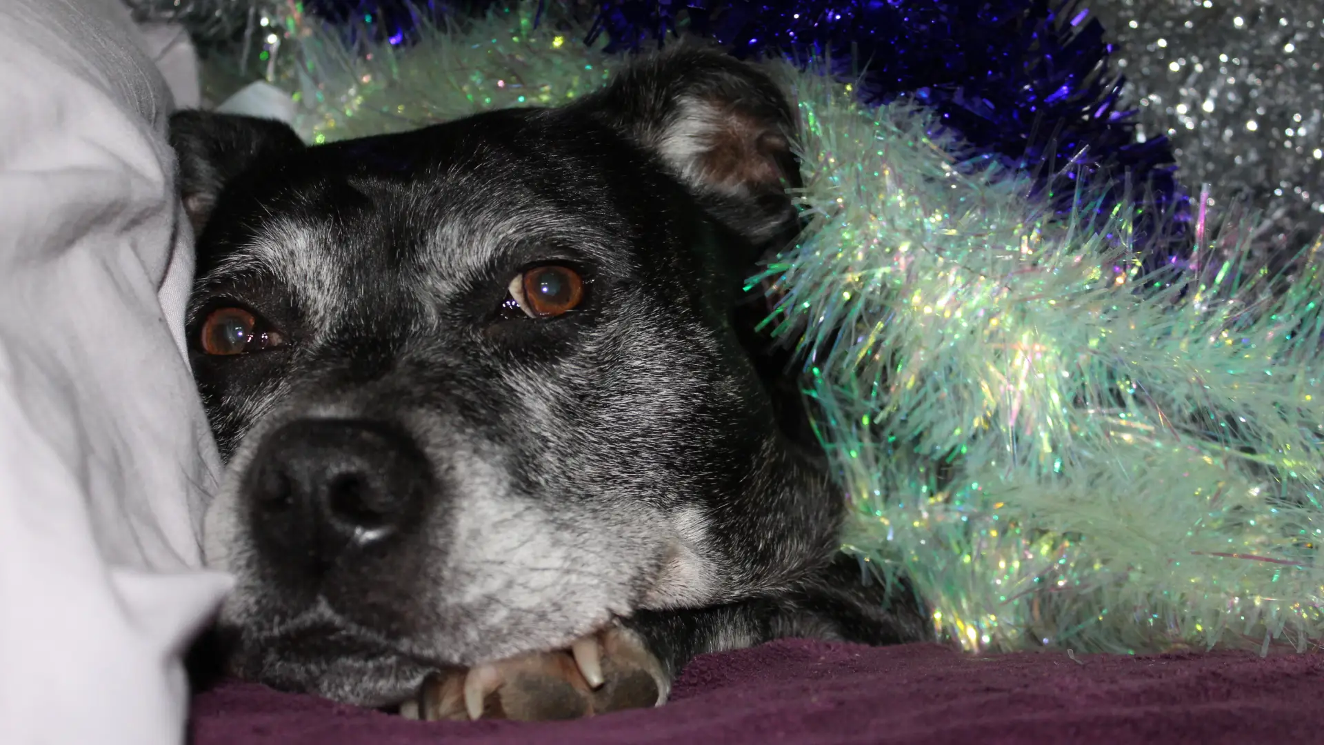 La dolorosa huella que deja la pólvora en los animales: ¿Se puede reducir la afectación?