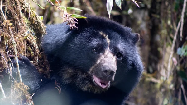 Murió el oso andino Tamá durante traslado hacia su hábitat natural: triste anuncio Murió el oso andino Tamá durante traslado hacia su hábitat natural: triste anuncio