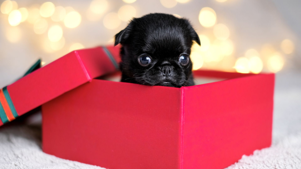 ¿Por qué no se deben regalar mascotas en navidad?: médico veterinario lo explica ¿Por qué no se deben regalar mascotas en navidad?: médico veterinario lo explica