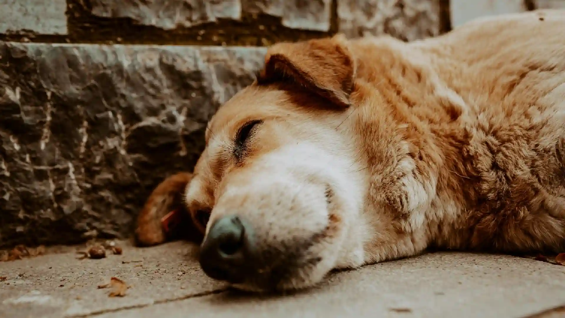 Animales en diciembre
