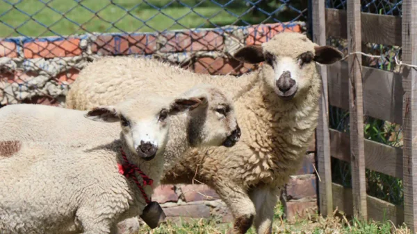 El colegio en Bogotá donde los niños aprenden con animales y una granja dentro del campus