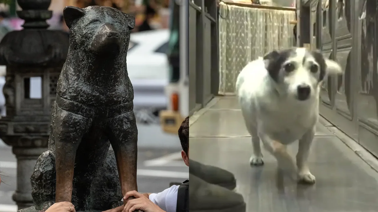 Perrito espera a su dueño fallecido y la historia se viraliza: lo comparan con Hachiko
