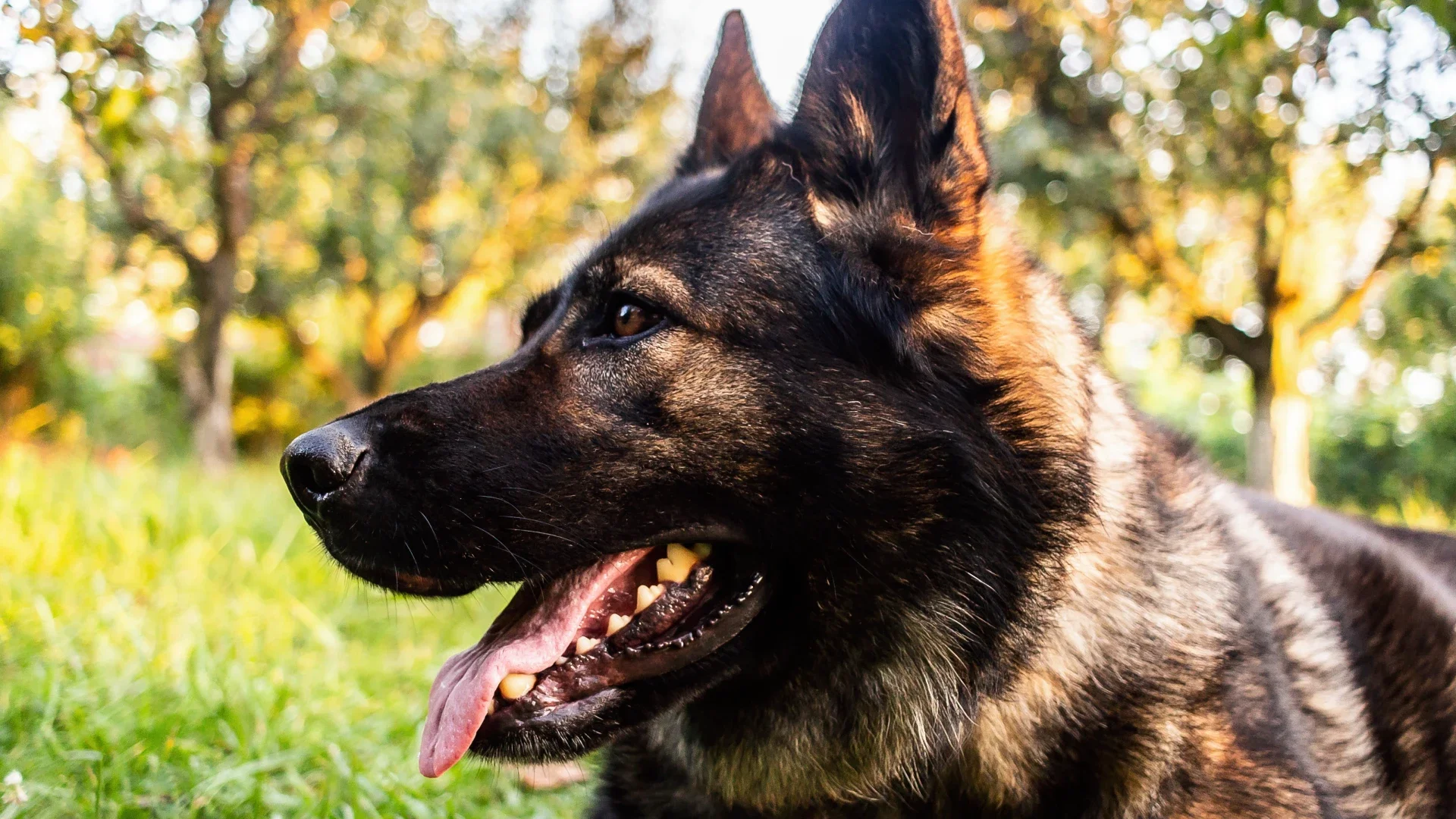 Perro descubrió que se vendía droga en un bar.