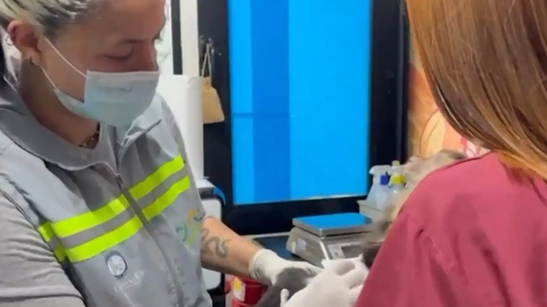 Rescate mono en Medellín