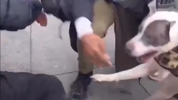 Niño de un año resultó herido tras ataque de un pitbull en Nueva York: momento de pánico Niño de un año resultó herido tras ataque de un pitbull en Nueva York: momento de pánico