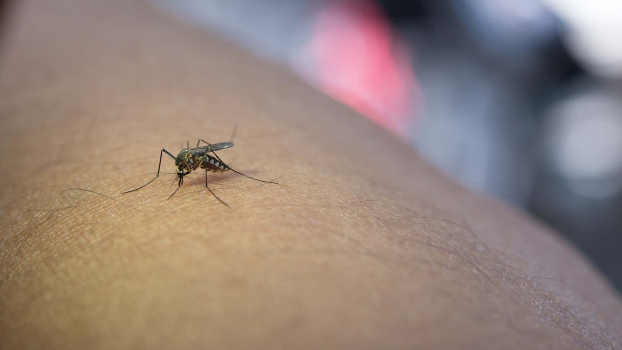 Casos de fiebre amarilla preocupan en Colombia: así puede prevenir contagios