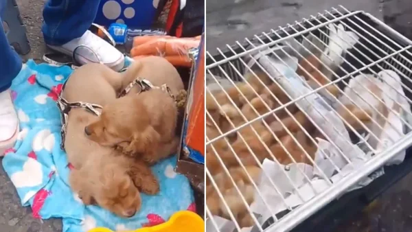 VIDEO | Hombre estaba vendiendo cachorros como "regalo de Navidad" en plena calle de Bogotá