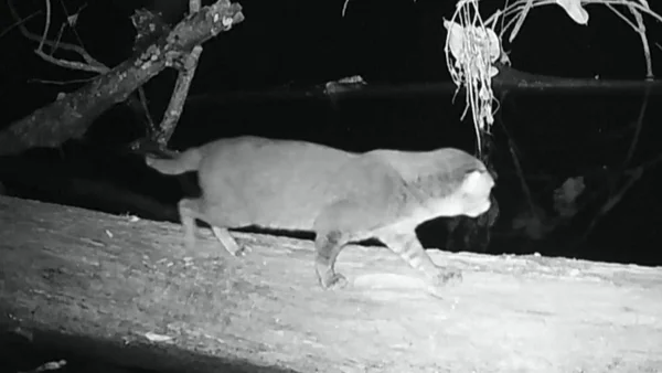 VIDEO | Reapareció en Tailandia un extraño felino que se creía extinto hace más de 30 años VIDEO | Reapareció en Tailandia un extraño felino que se creía extinto hace más de 30 años