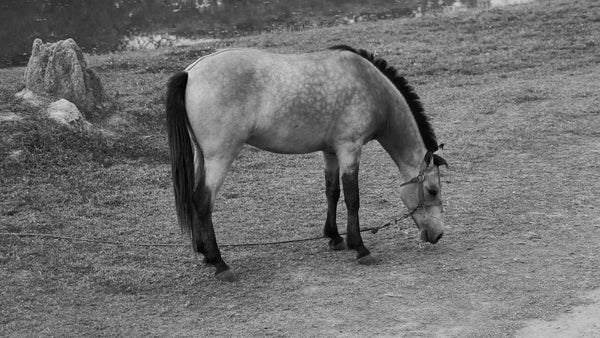 Niña de 4 años murió tras caer de un caballo y ser pisada por el mismo en un restaurante campestre