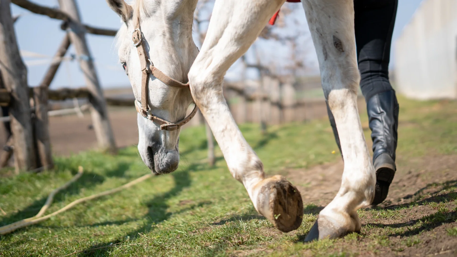Niña murió tras caer de caballo en Valle.