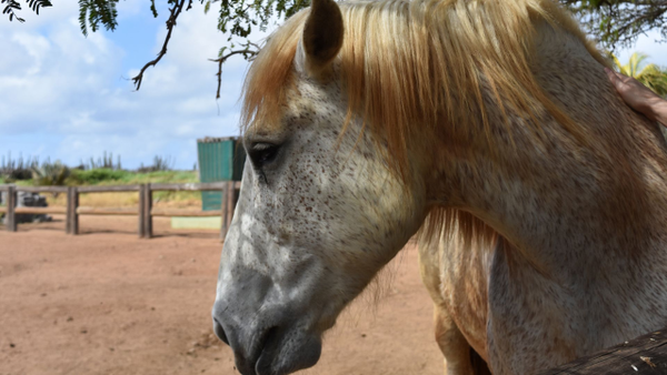 ¿Qué pasará con los caballos que serán reemplazados por los coches eléctricos en Cartagena?