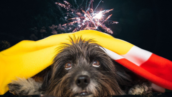 Consejos para mantener a salvo a las mascotas de la pólvora este fin de año