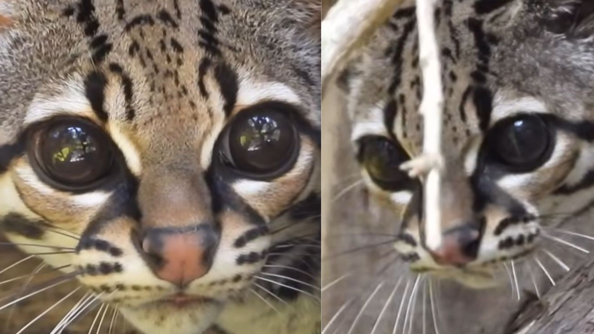 Foto: Captura pantalla IG @elgloboreserva