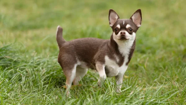 Las razas de perros más afectadas por la pólvora: padecen mayor estrés