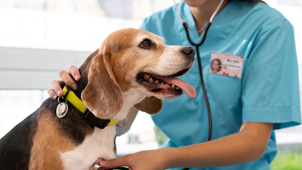 Bogotá habilita más de 500 esterilizaciones gratuitas: ¿cuáles son los requisitos? Bogotá habilita más de 500 esterilizaciones gratuitas: ¿cuáles son los requisitos?