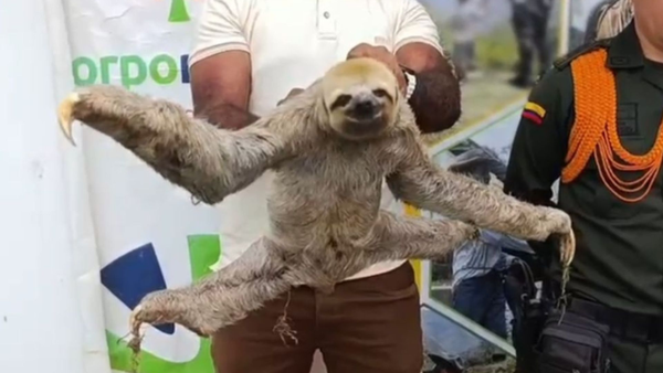 Oso perezoso es rescatado en Tumaco: habría intentado ser comercializado ilegalmente