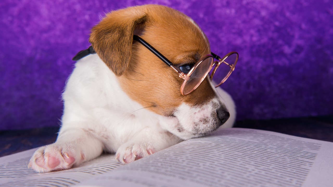 Perros superdotados: podrían aprender nuevas palabras al escuchar conversaciones ajenas