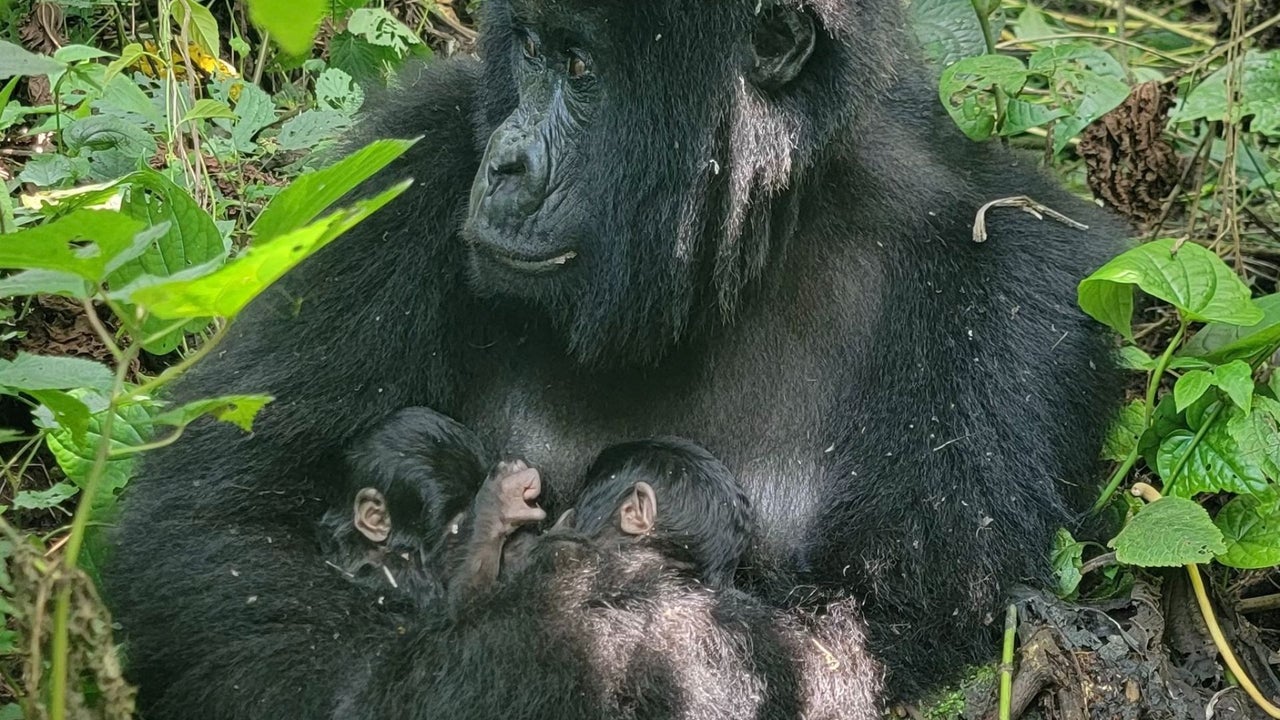 Histórico nacimiento de gemelos de gorila de montaña, un hecho excepcional en especie amenazada
