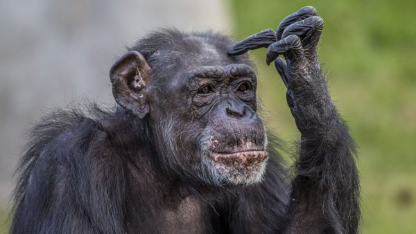 Muere Ai, la chimpancé "genio" que revolucionó el estudio de la inteligencia animal Muere Ai, la chimpancé "genio" que revolucionó el estudio de la inteligencia animal