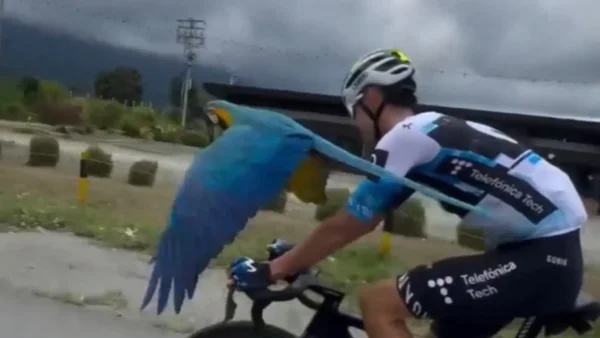 Denunciaron intento de robo y brutal ataque contra 'Lupita', la guacamaya que acompaña a los ciclistas en Quindío
