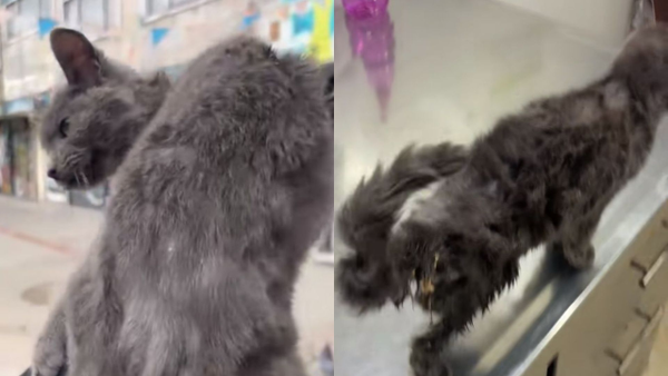 Gato de tres meses es rescatado en pésimas condiciones: sería de un local que vende animales en Bogotá