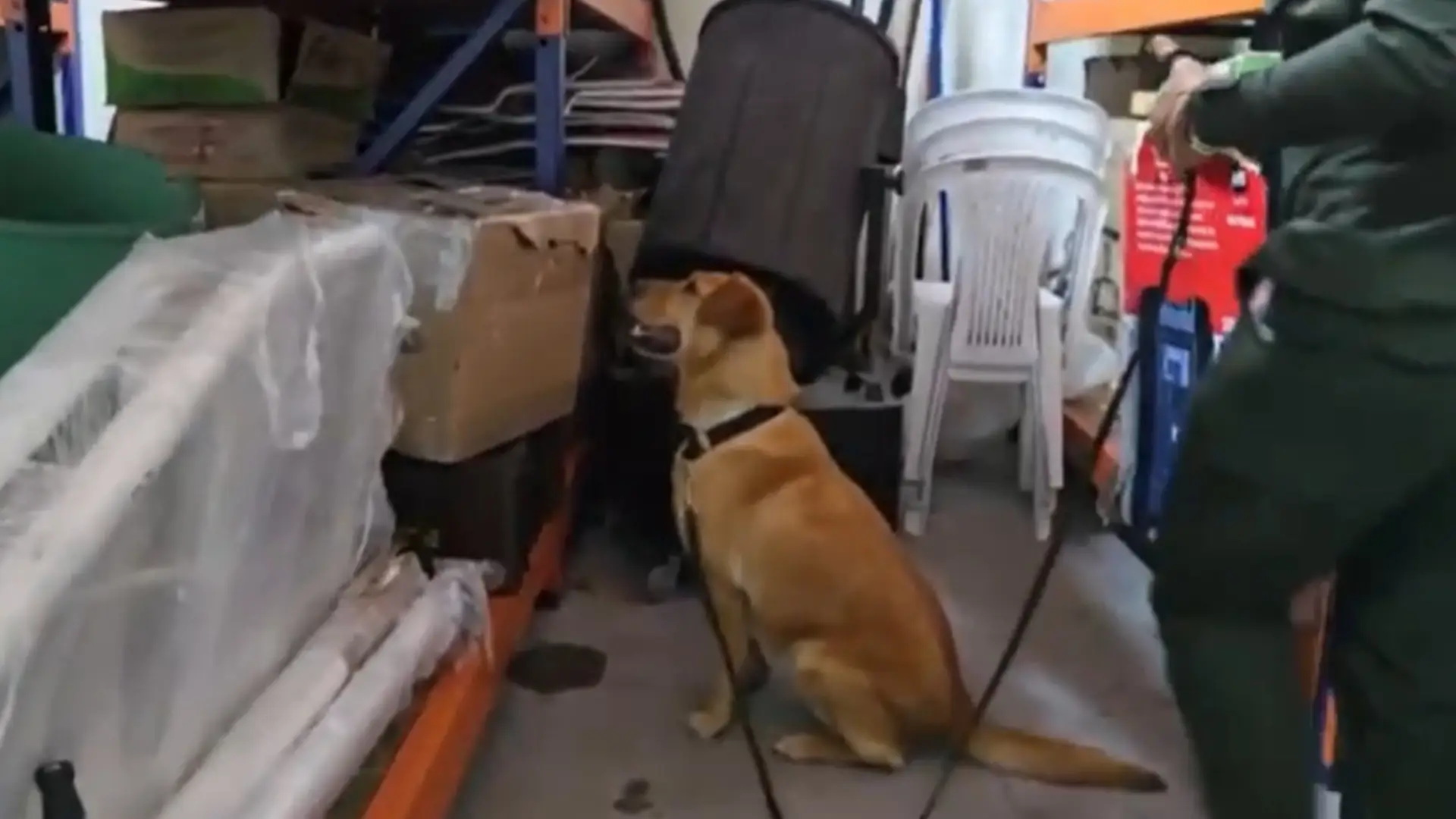 Descubren 9 kilos de marihuana en bodega de mensajería