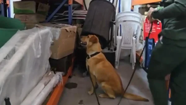 Descubrieron bodegas de mensajería que movían marihuana en Bogotá: tenían más de 9 kilos ocultos