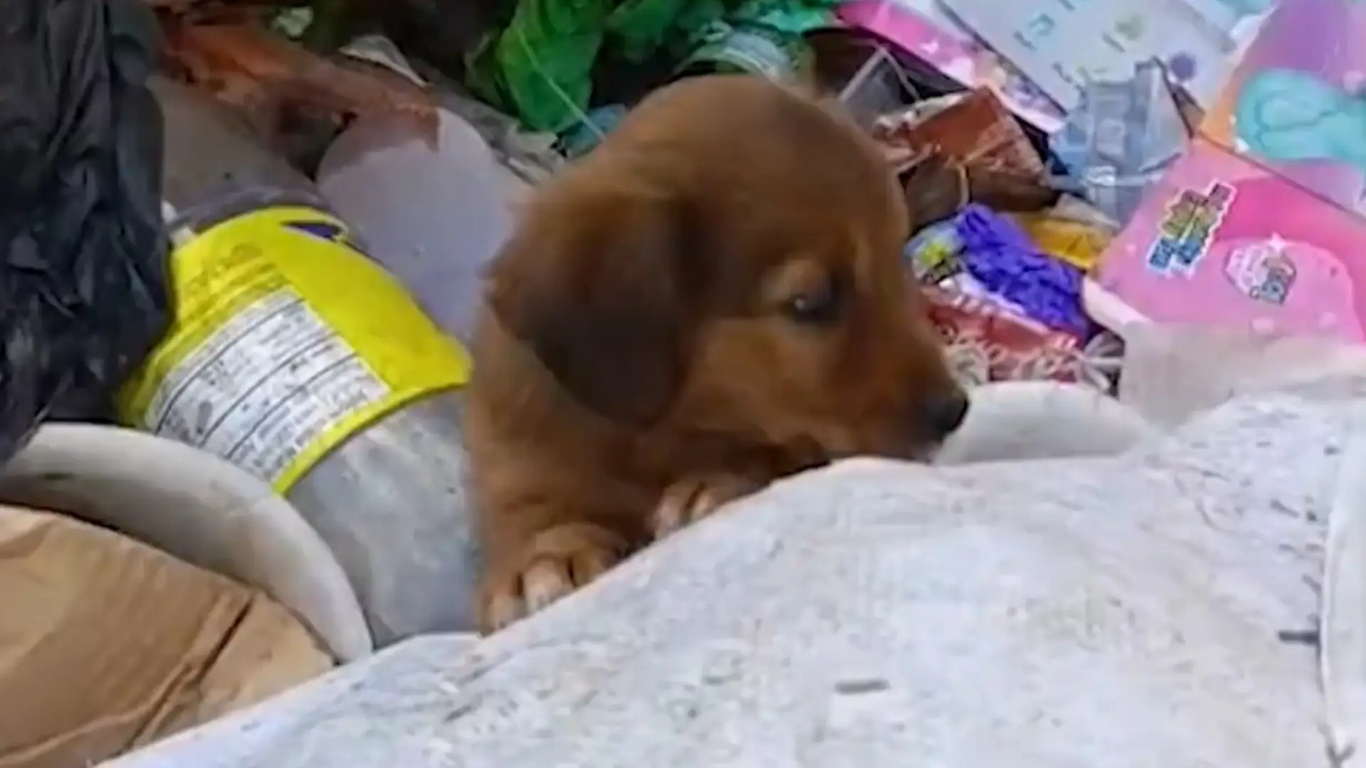 Cachorra rescatada en Antioquia