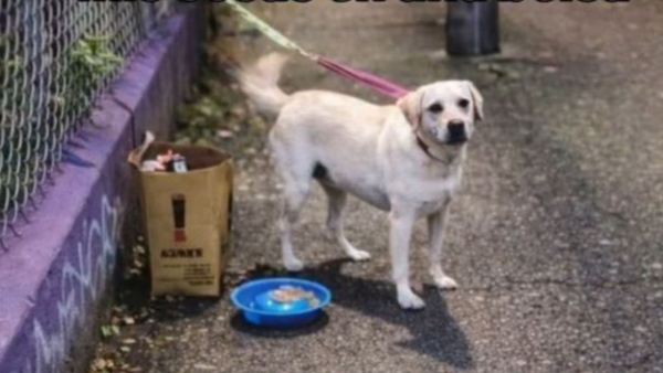 Perrita es abandonada con su caja de juguetes en Medellín y su historia se hace viral