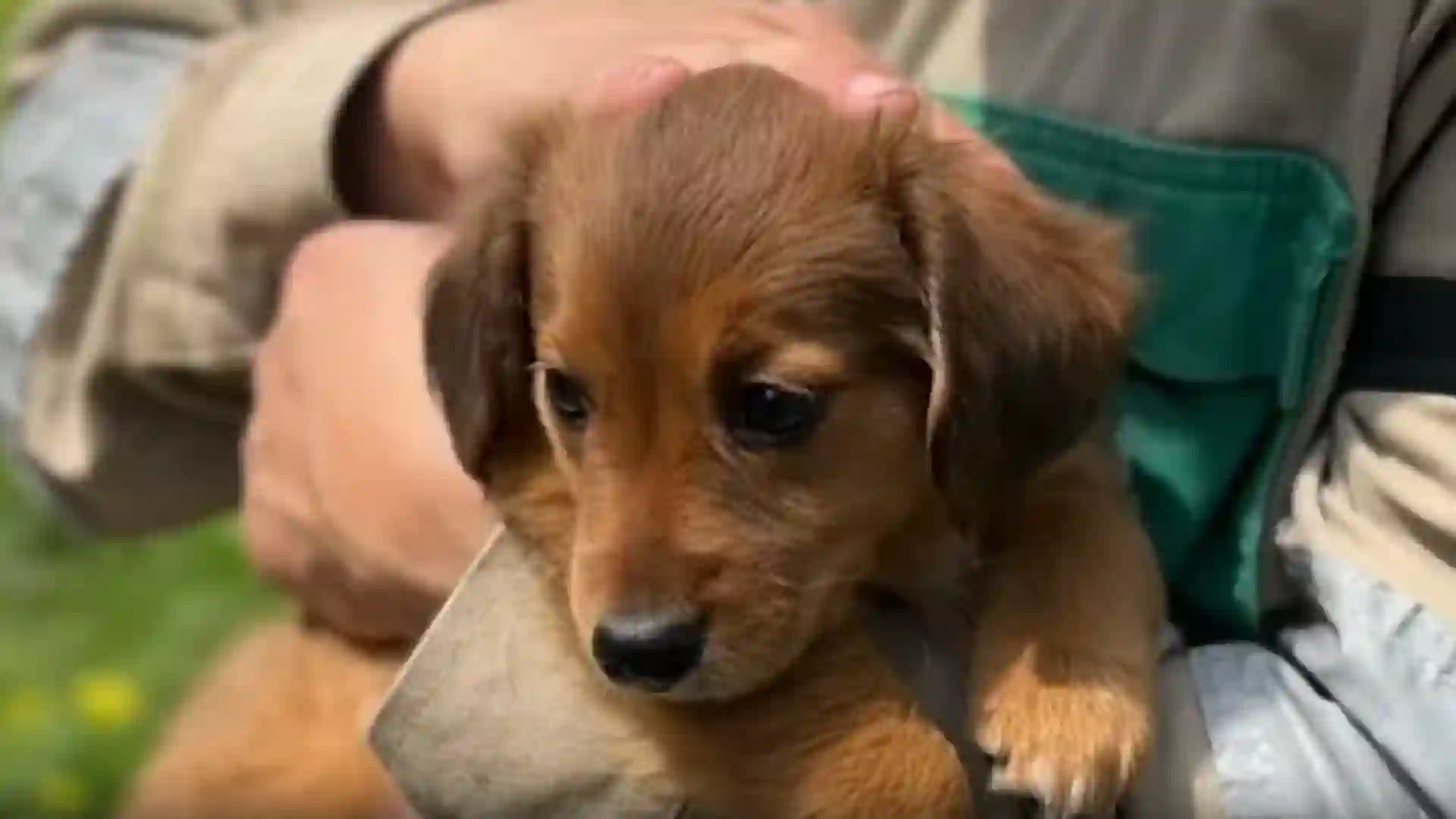‘Canela’, la perrita que estuvo a punto de ser aplastada por un compactador de basura: esto la salvó