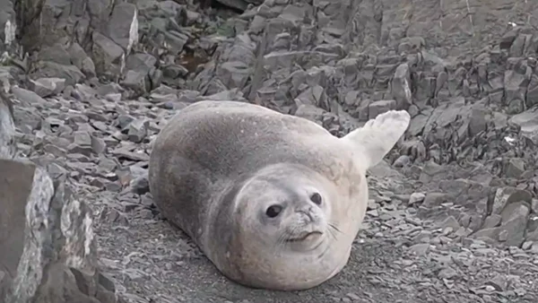 Así es la estación científica de Ecuador en la Antártida: las condiciones climáticas son retadoras
