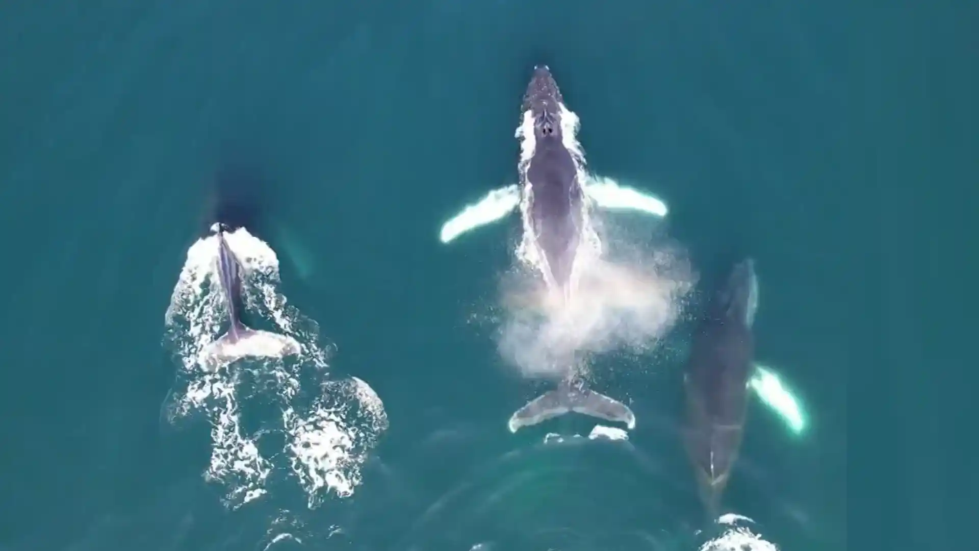 Científicos recuperan hidrófono con un año de registros sonoros del océano Antártico