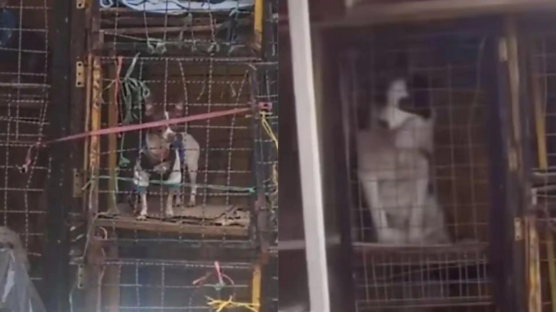 Foto: Captura pantalla TikTok @johnnymoreno070 y IG @melirh31