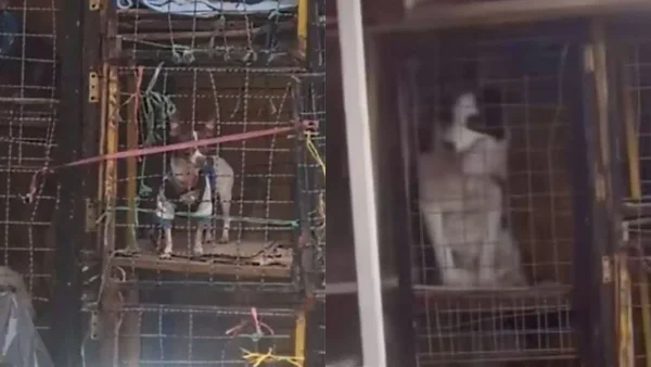 Perros son dejados en jaulas por sus dueños mientras estos suben a Monserrate Perros son dejados en jaulas por sus dueños mientras estos suben a Monserrate