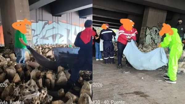 Decenas de cráneos animales son encontrados en la localidad de Puente Aranda, en Bogotá