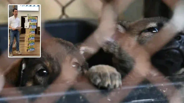 Tres denuncias de graves casos de maltrato animal en menos de 24 horas encienden las alarmas en el país Tres denuncias de graves casos de maltrato animal en menos de 24 horas encienden las alarmas en el país