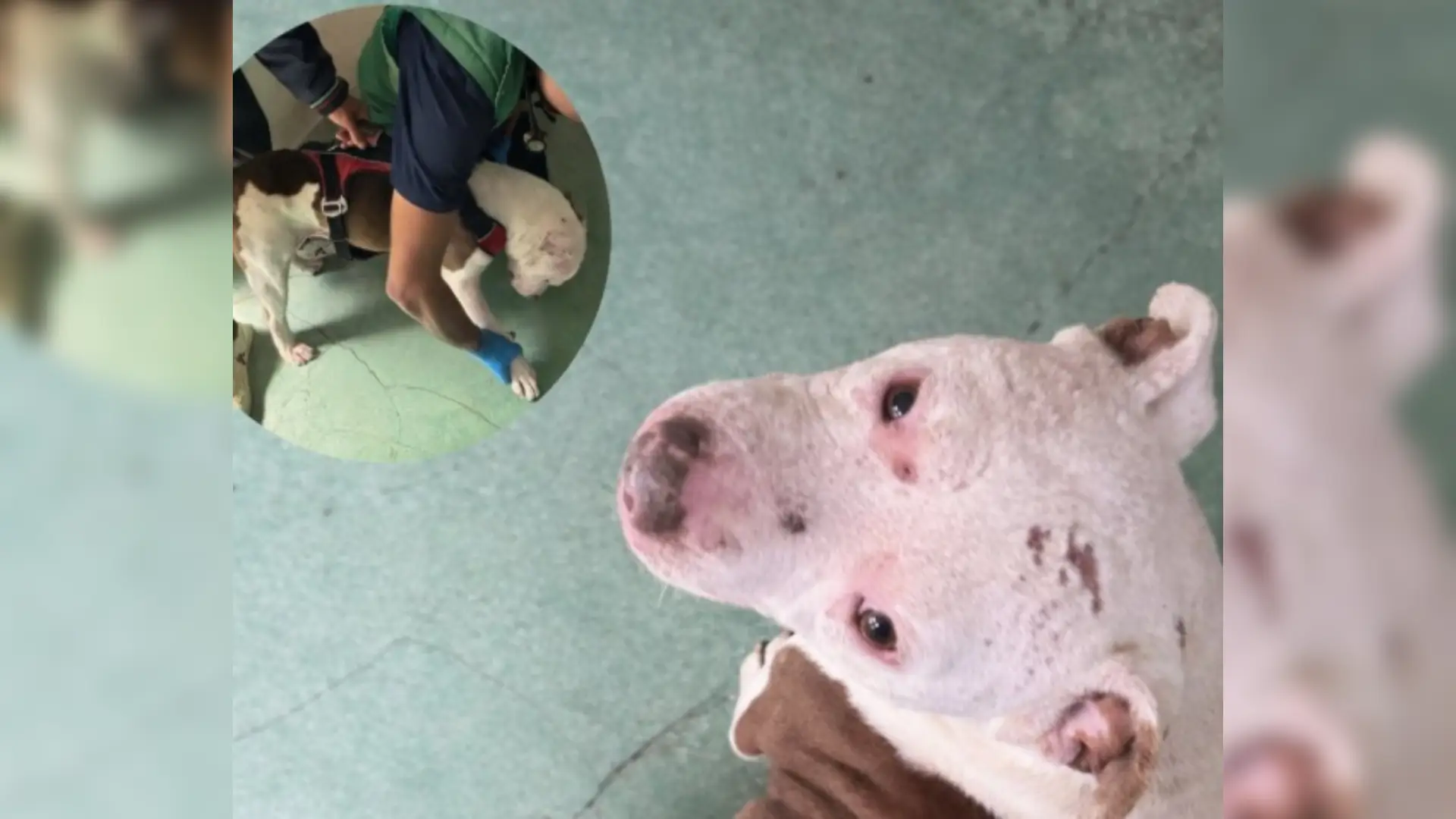 Perritos abusados en Bogotá