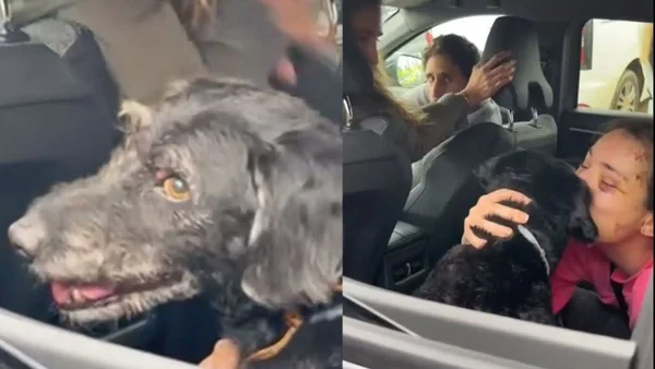 Apareció Boro, el perrito desaparecido en el accidente ferroviario en España