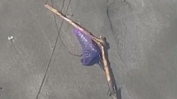 Hay alerta en las playas de Cartagena por presencia de peligrosa especie: ¿qué puede causar en las personas?