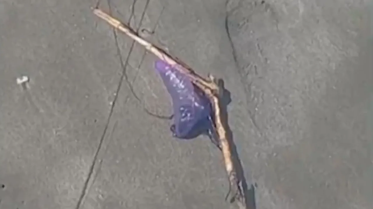 Hay alerta en las playas de Cartagena por presencia de peligrosa especie: ¿qué puede causar en las personas?