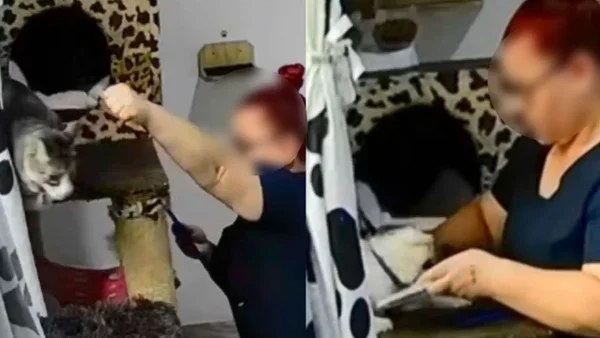 Indignante: mujer es captada en cámaras golpeando a varios gatos bajo su presunto cuidado