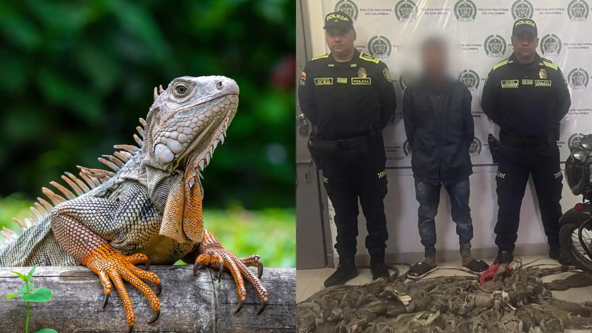 Foto: Policía Nacional y Freepik