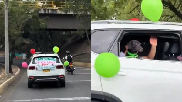VIDEO | Así fue la emotiva celebración del perrito 'Ciruelo' por las calles de Cúcuta tras vencer el cáncer VIDEO | Así fue la emotiva celebración del perrito 'Ciruelo' por las calles de Cúcuta tras vencer el cáncer