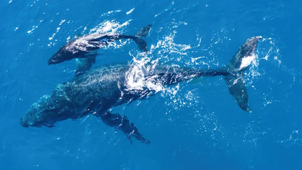 Expedición colombiana en la Antártida logra histórico avistamiento de ballenas jorobadas