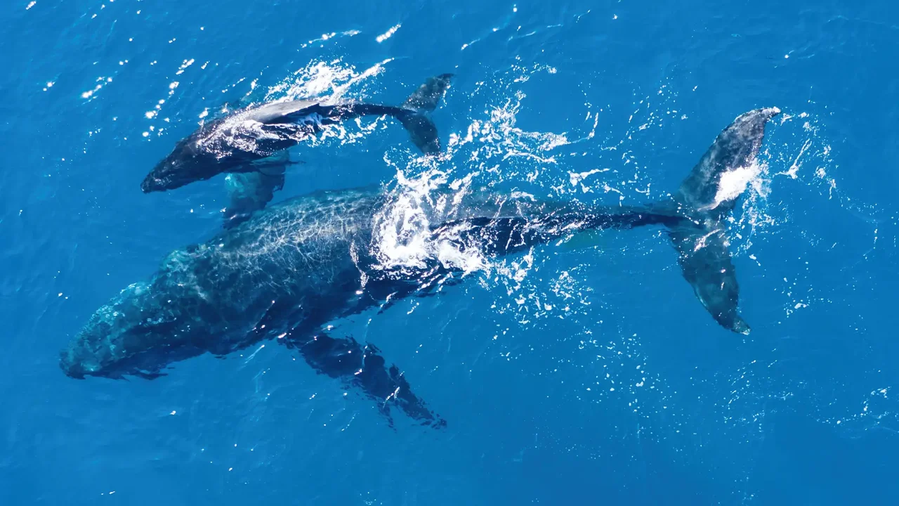 Expedición colombiana en la Antártida logra histórico avistamiento de ballenas jorobadas