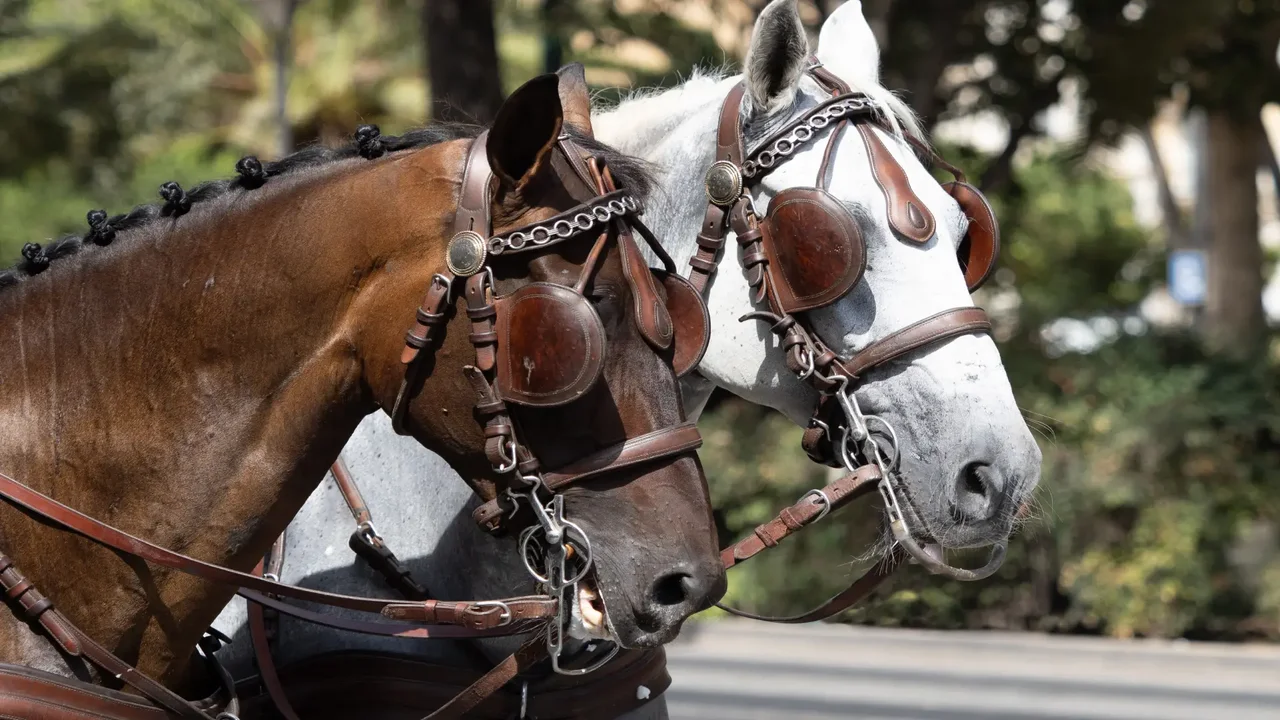 Inició la entrega de 120 caballos cocheros de Cartagena que están en proceso de adopción